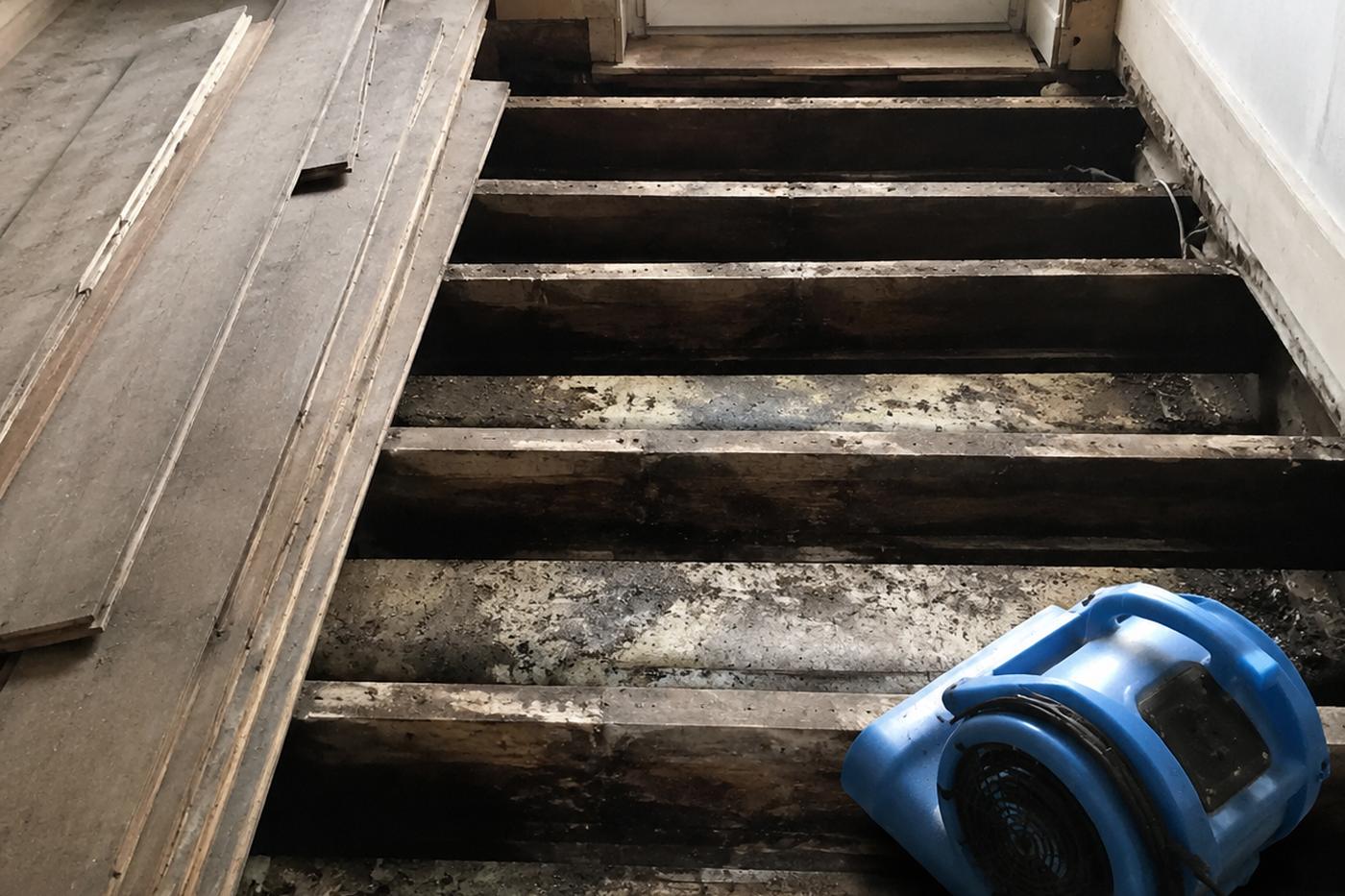 A timber floor being dried in a Plymouth home